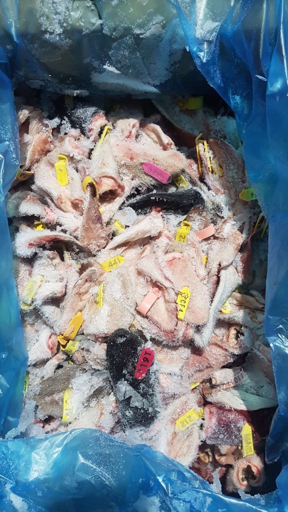 Lamb / Sheep ears - whole, natural with fur, tag, by the carton